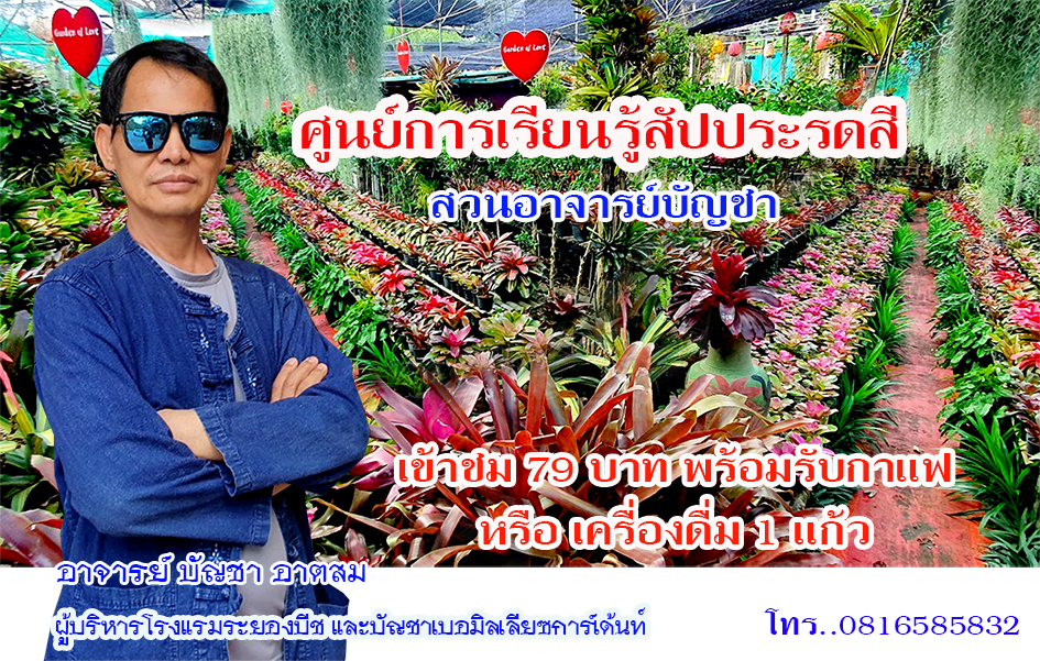 สับประรดสี สวนอาจารย์บัญชา หาดแม่รำพึง จ.ระยอง